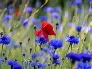 Coquelicot