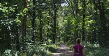 Forêt
